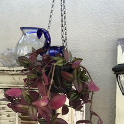 $5 Wondering Jew hanging plant