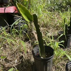 Dragon Fruit Plants