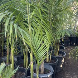 Beautiful King Palm $75 each