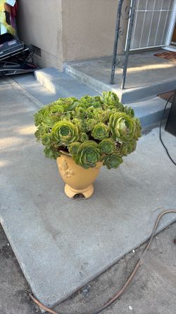 AEONIUM
