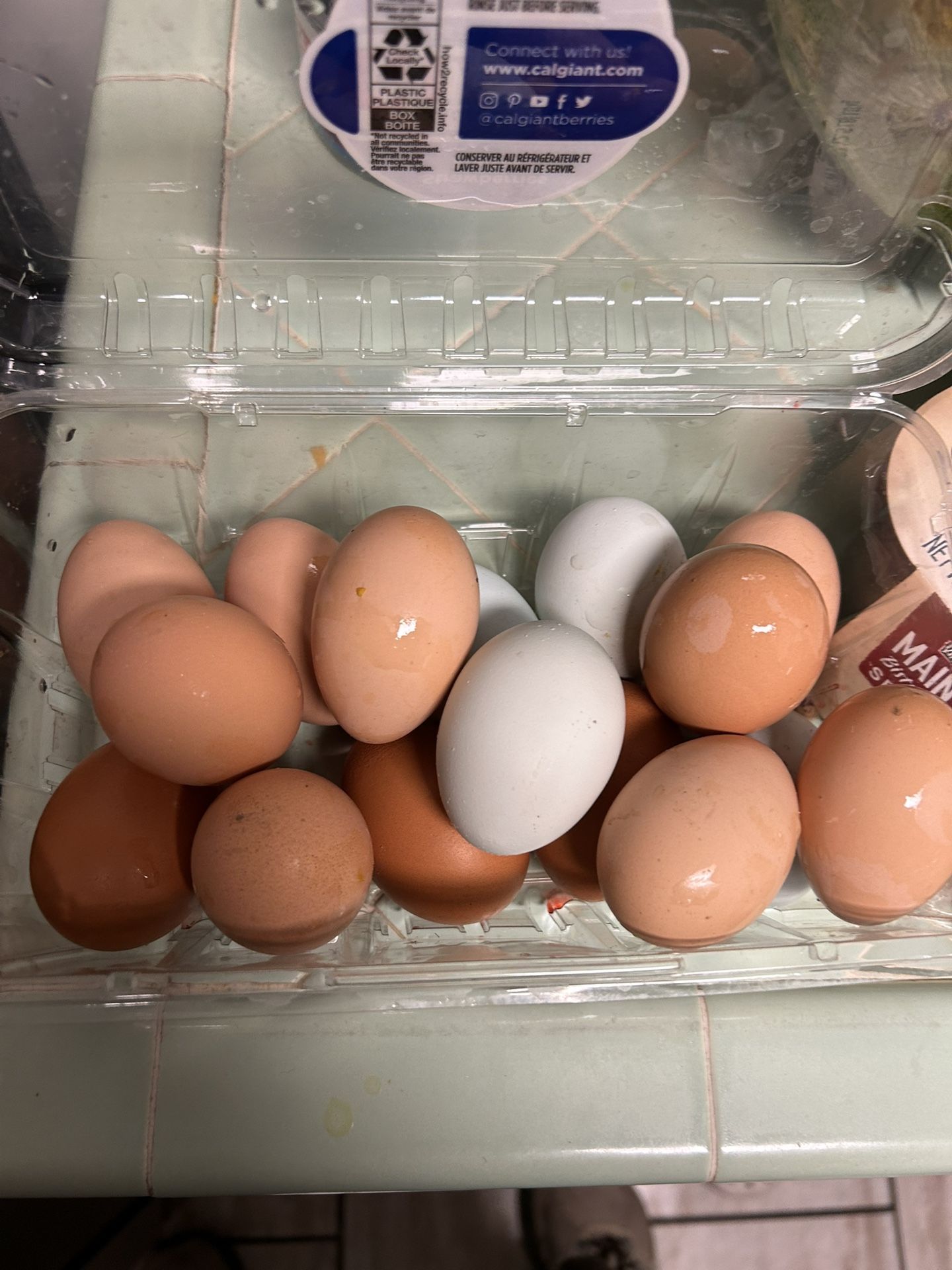 Fresh Eggs Unwashed