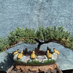 Bonsai Plants $75 Each