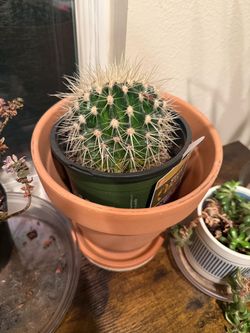 Cactus