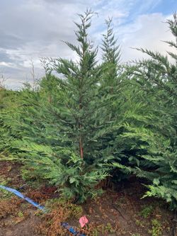 Leyland cypress trees