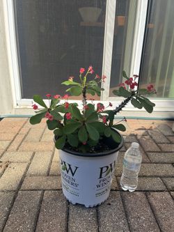 Crown Of Thorns
