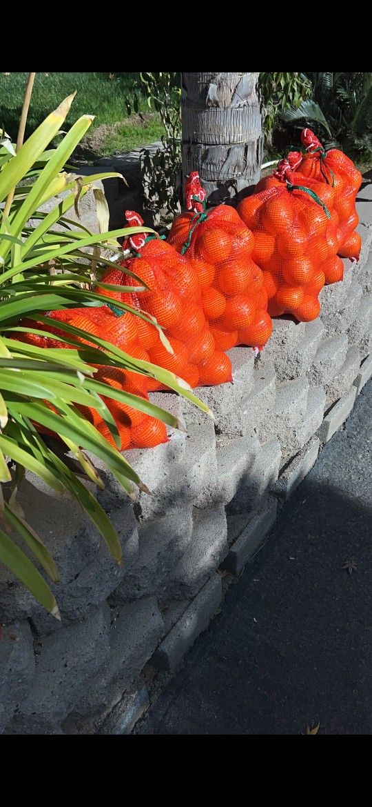 Fresh Oranges Picked Daily