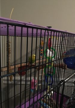 2 Parakeets!! 100 for the birds cage and all accessories!!