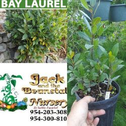 Bayleaf Plant In 3gal Plantas De Hoja De Laurel En 3gal