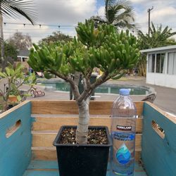 Shrek Ear, Jade Tree