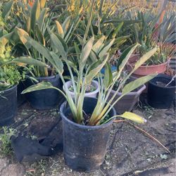 Plants 