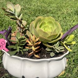 Beautiful Succulent Planter