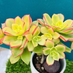 Rare holding  Aeonium Kiwi 7 ＂t , bonsai tree live Rooted，old trunk,