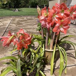 Beautiful Salmon Colored Amaryllis bulbs