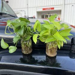 3 Types of Pothos cuttings (Epipremnum aureum)