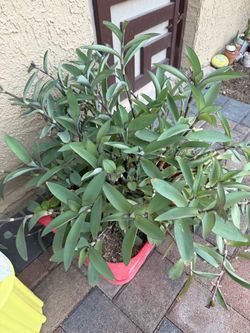 Grande planta por $20