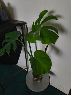 Mostera delicosa natural en agua
