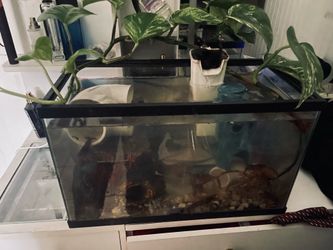 6–7 Gallon Freshwater Aquarium Setup – $90 OBO
