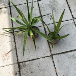 Yucca Potted Or Cuttings