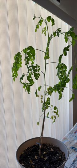 Moringa plant/tree for sale