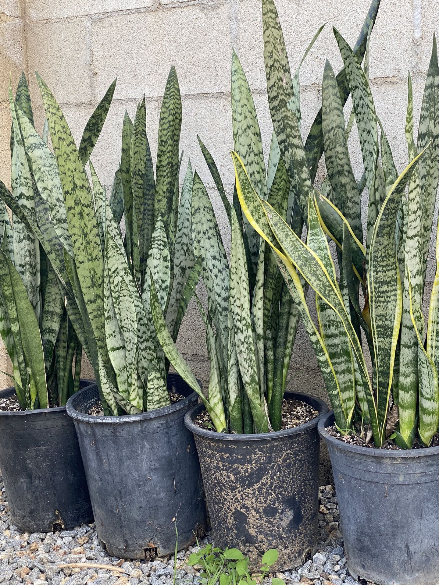 Snake Plants