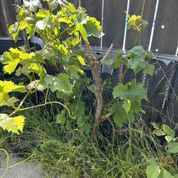 Grape Tree/plant