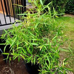 Bamboo Plants In Pots