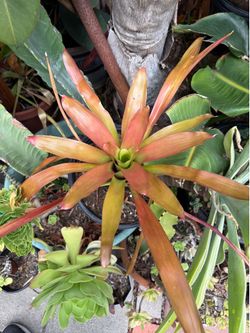 Red and Orange Bromeliad Tropical Plant