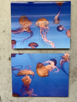 Jellyfish Metal Picture Set