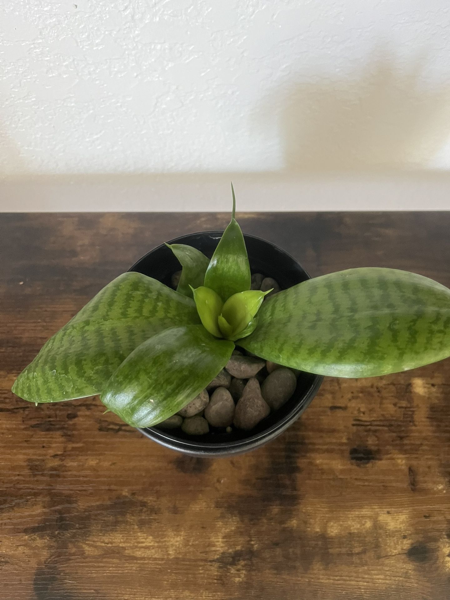 Plants