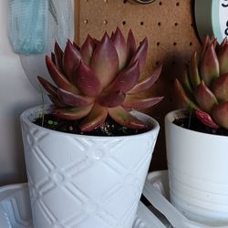 succulent echeveria agavoides