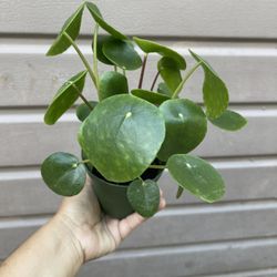 4” pilea money plant
