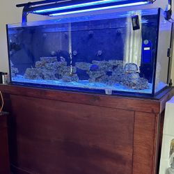 RedSea Max650