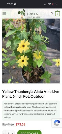 Flower vine plant