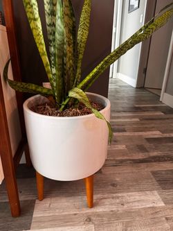 West Elm Mid-Century Planter w/ Legs + Live Snake Plant