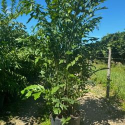 fishtail  palms tree all sizes available  staring $45