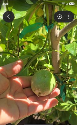 Maracuya/pasion flower with fruit 2 or 3 in each pot