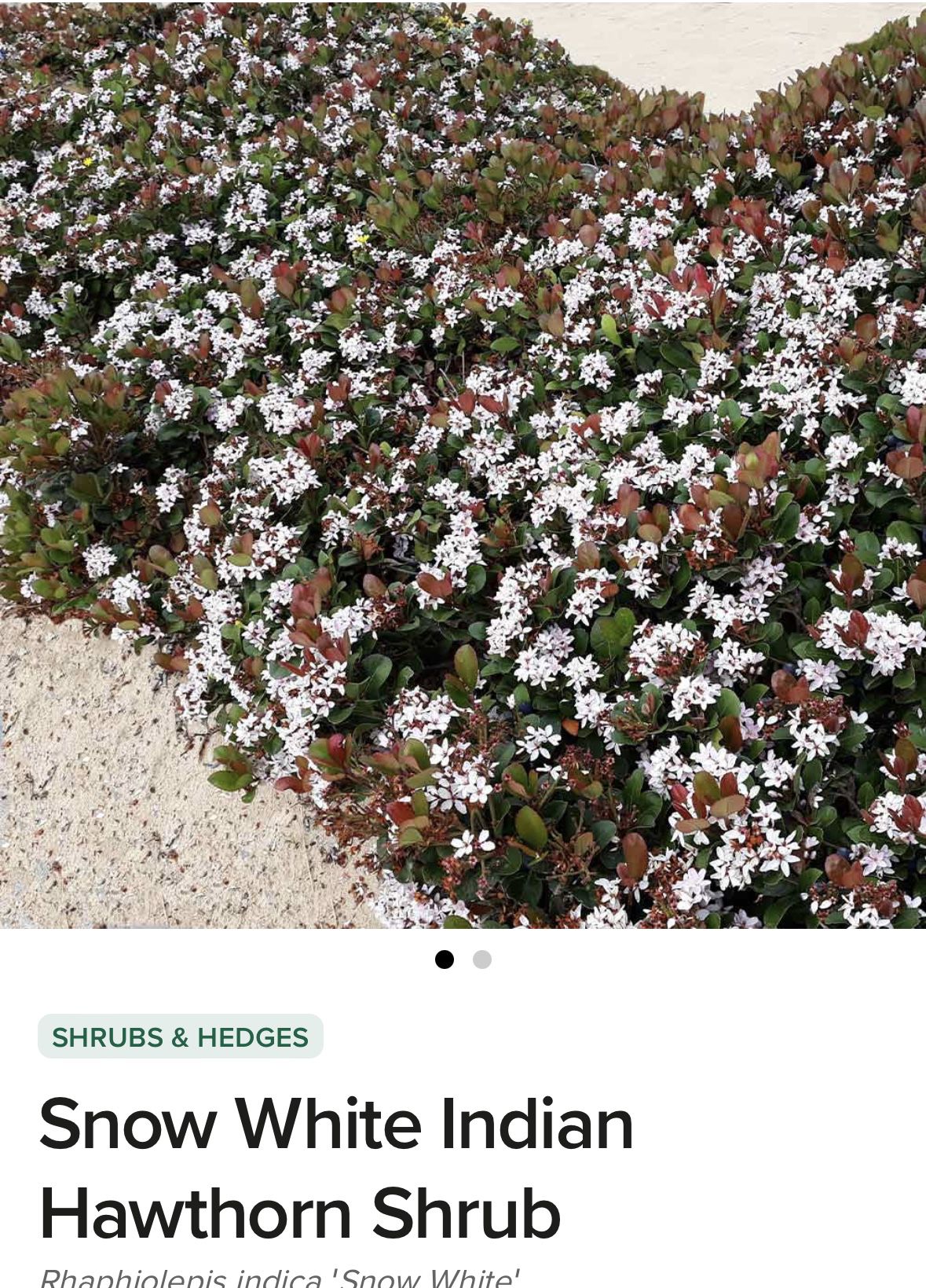 Snow White Indian Hawthorn Plants