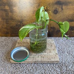 Marble Queen Pothos in Glass