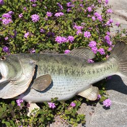 Awesome 22" LARGEMOUTH BASS Fish Taxidermy Skin Mount-GREAT for MAN CAVE .