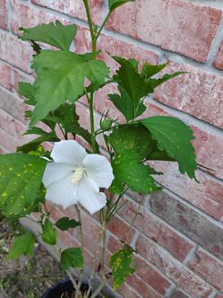 Rose Sharon plant
