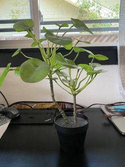 Faux plant