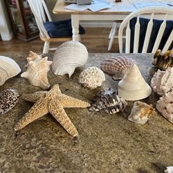 Collection of Seashells-liquidating, small, medium, and large. THESE ARE THE LARGE