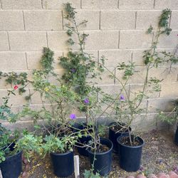 5 Gal Hibiscus 