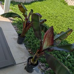 2 Red Leaf Banana Palms