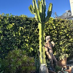 Rare, Mature Multi-Arm Columnar Cactus – Statement Specimen