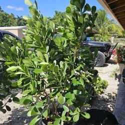 clusias Over 6 feet tall Instant Privacy Hedge For Fence 