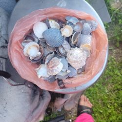 Very Big Packet Shells All Kinds Of Shells 