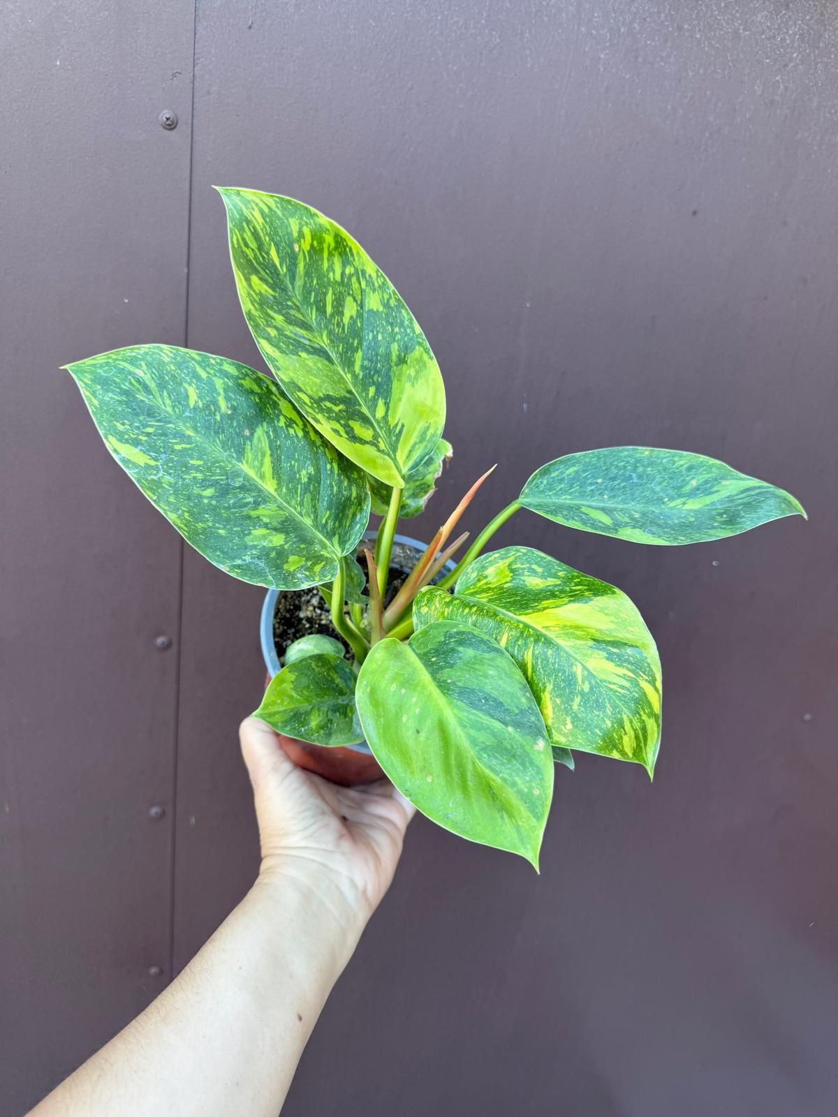 6” variegated green congo philodendron with 2 plants