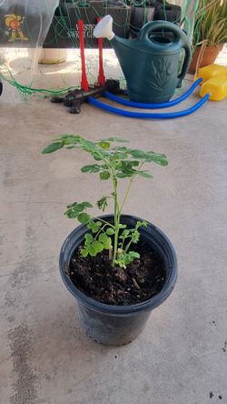 Moringa plant