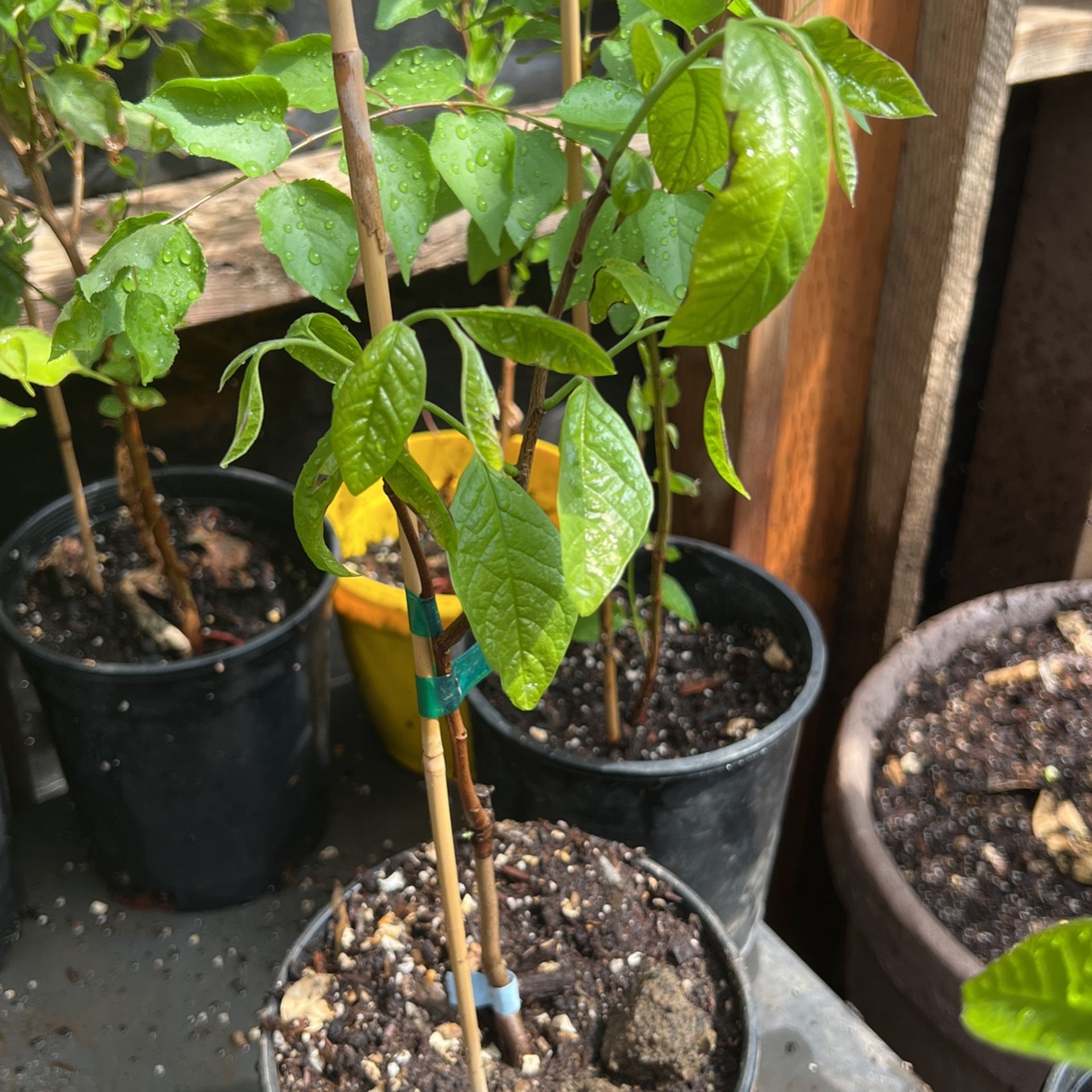 Paw Paw Plants